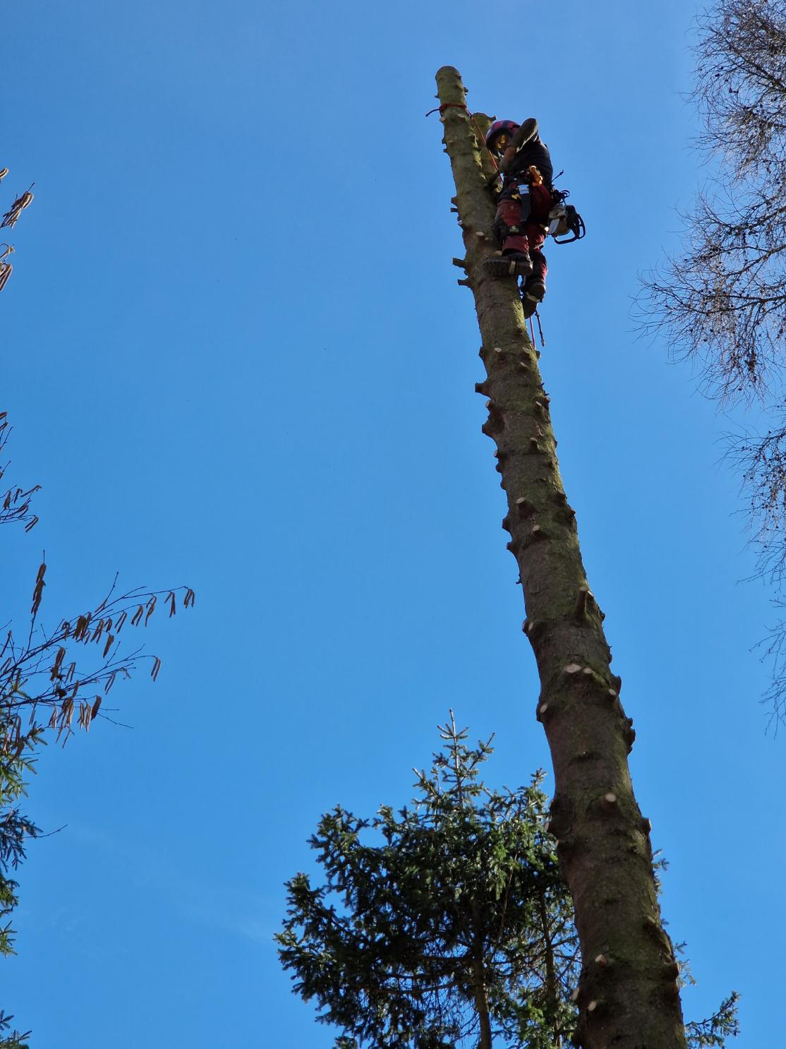 kácení jehličnanů Vítkov-Zálužné